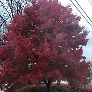 Meet your Posher, Marie